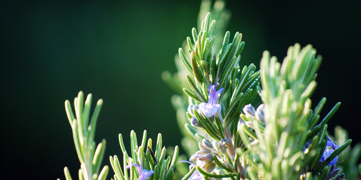 Somatic Organic Intelligence Rosemary