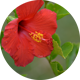 HEARTraining Hilo