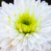 PTSD: “Attunement & Stabilization”