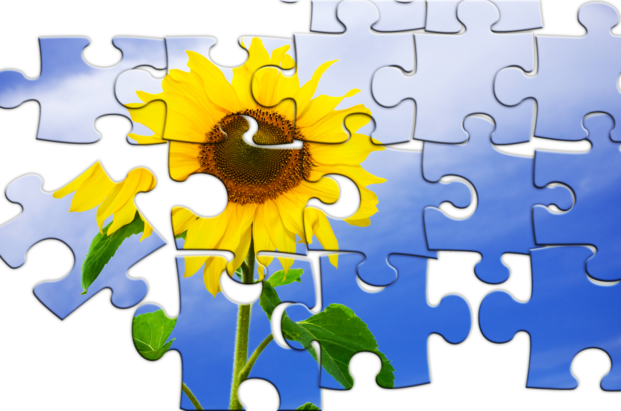 Sunflower-Puzzle-pieces.jpg