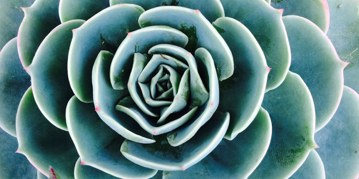 Somatic Fractal Succulent Organic Intelligence Blog