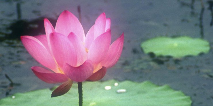 Yoga Organic Intelligence
